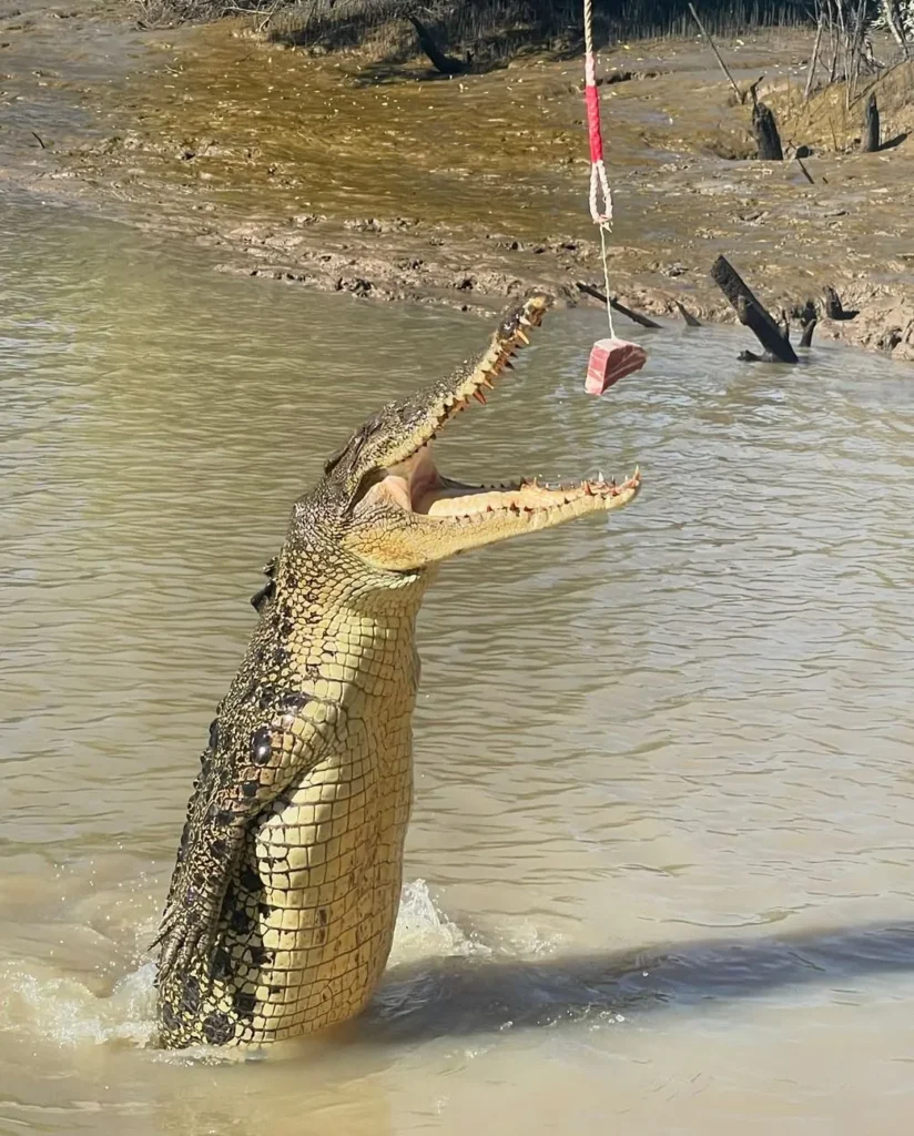 Adelaide River Crocodile Cruises