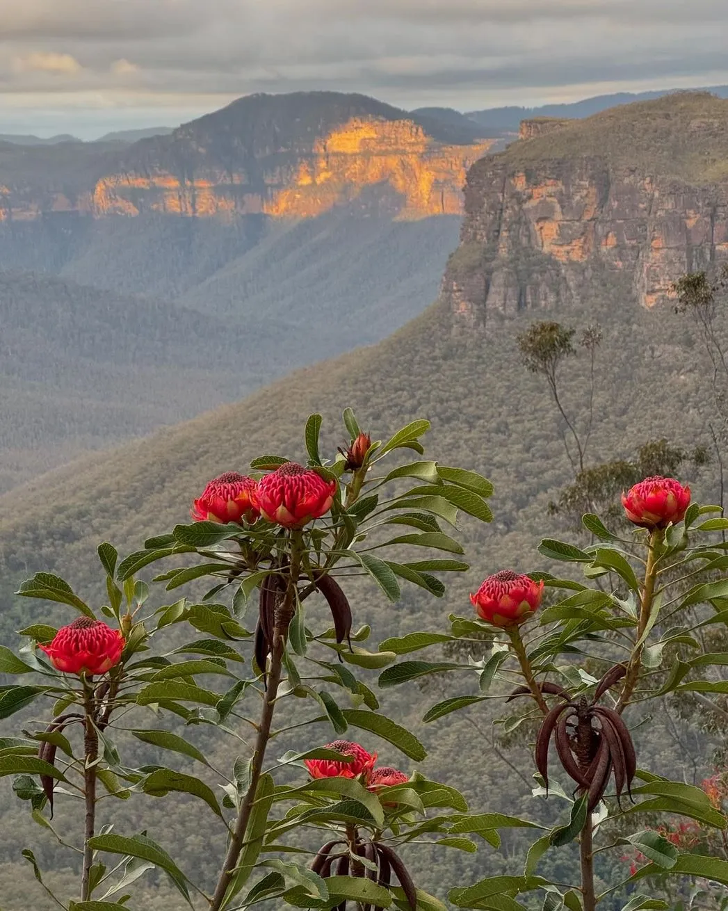 Blue Mountains National Park