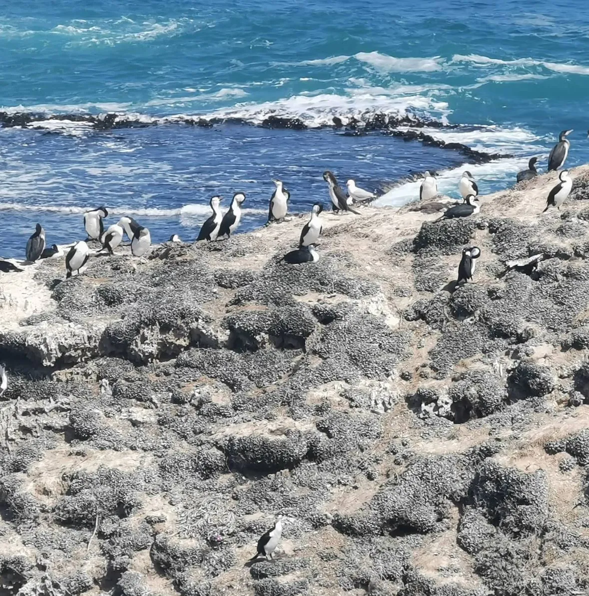 Can You See Penguins on the Great Ocean Road? Best Spots & Tips for Penguin Watching