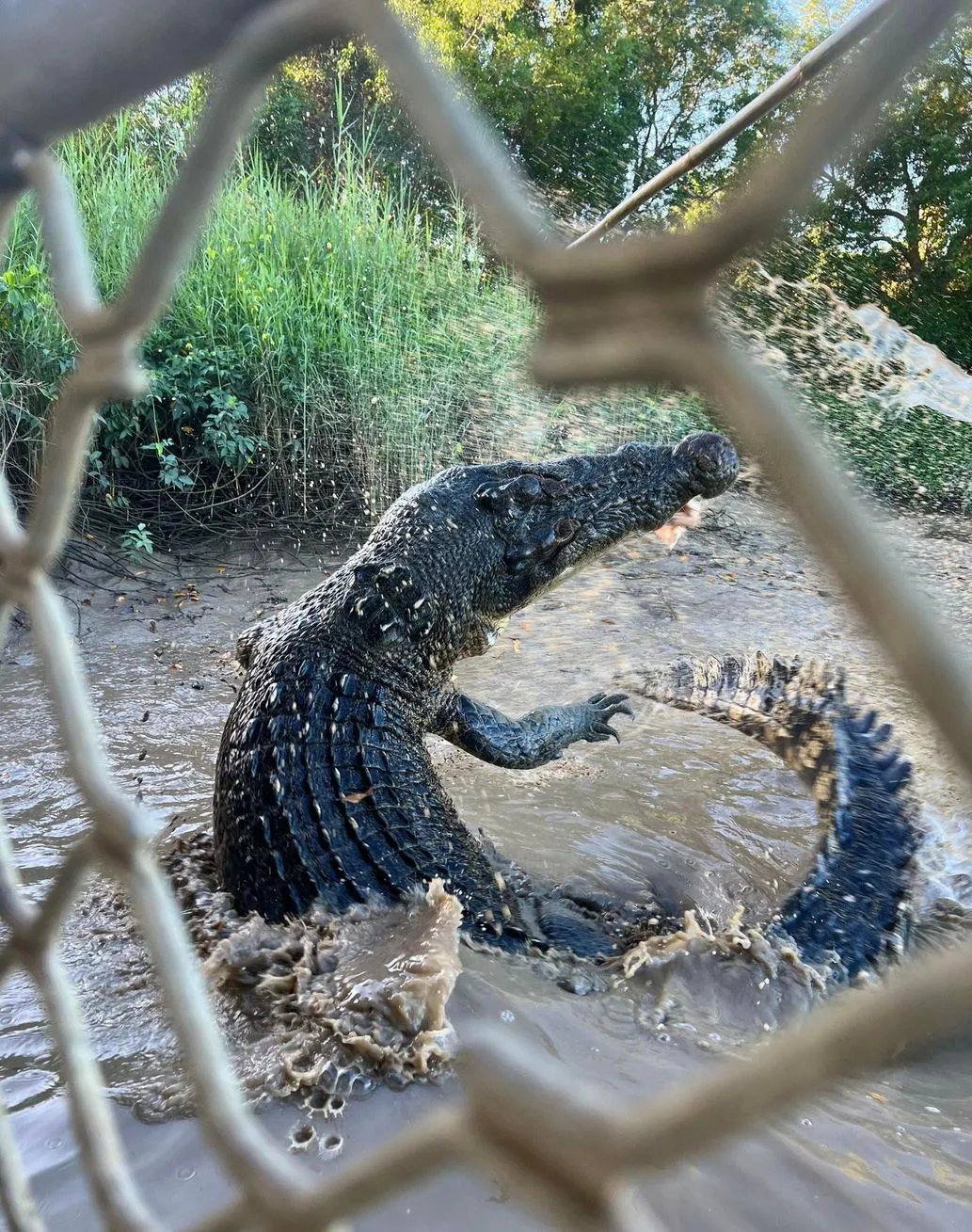 Crocodile Cruises, Mary River Wetlands