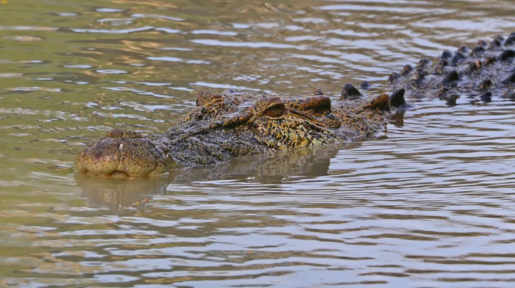 Crocodile Safety in Darwin