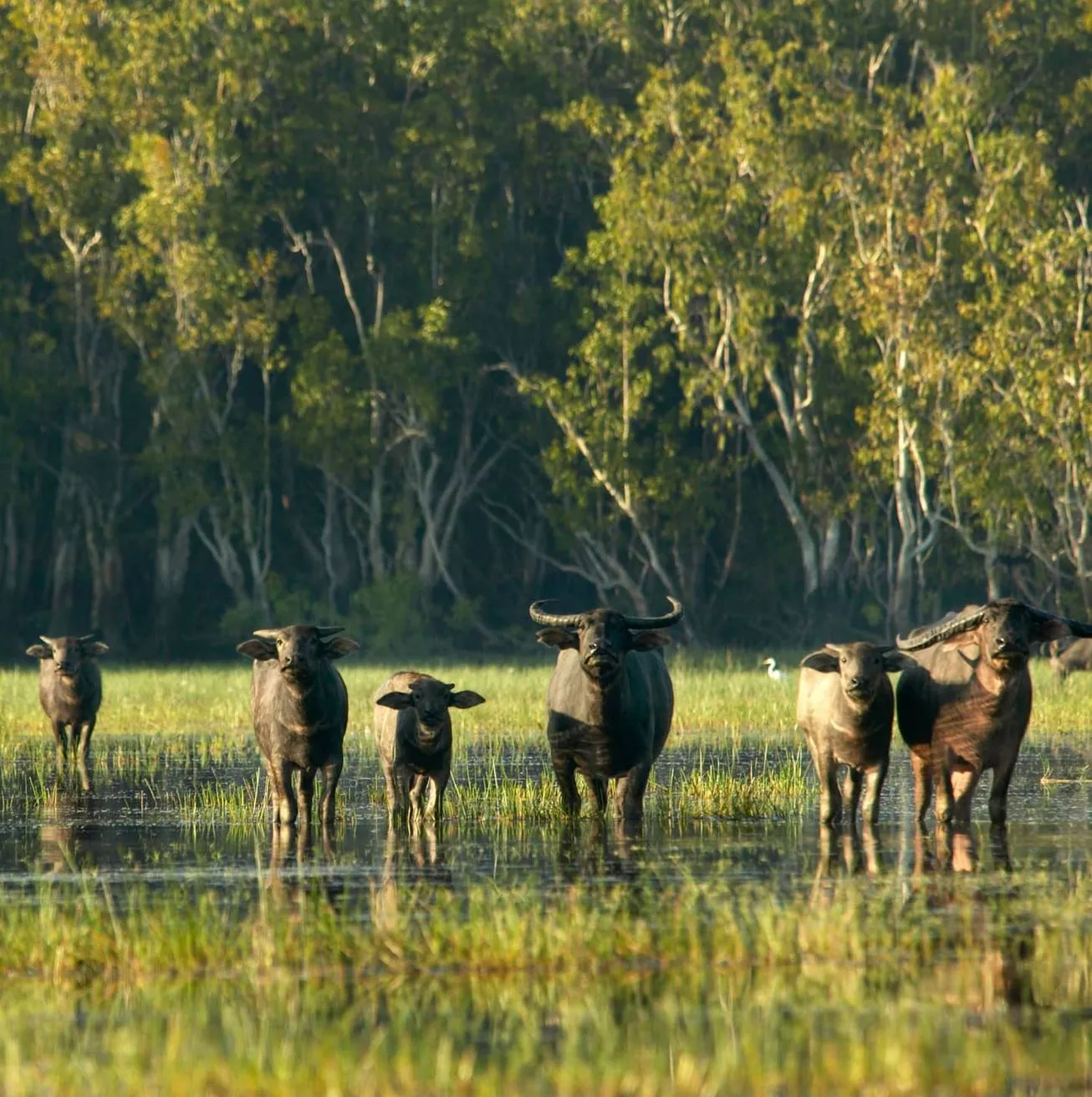 Mary River Floodplains: A Nature Lover’s Paradise