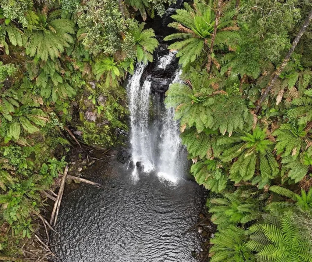 Otway Forest Park