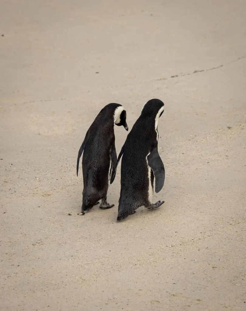 Responsible Penguin Watching