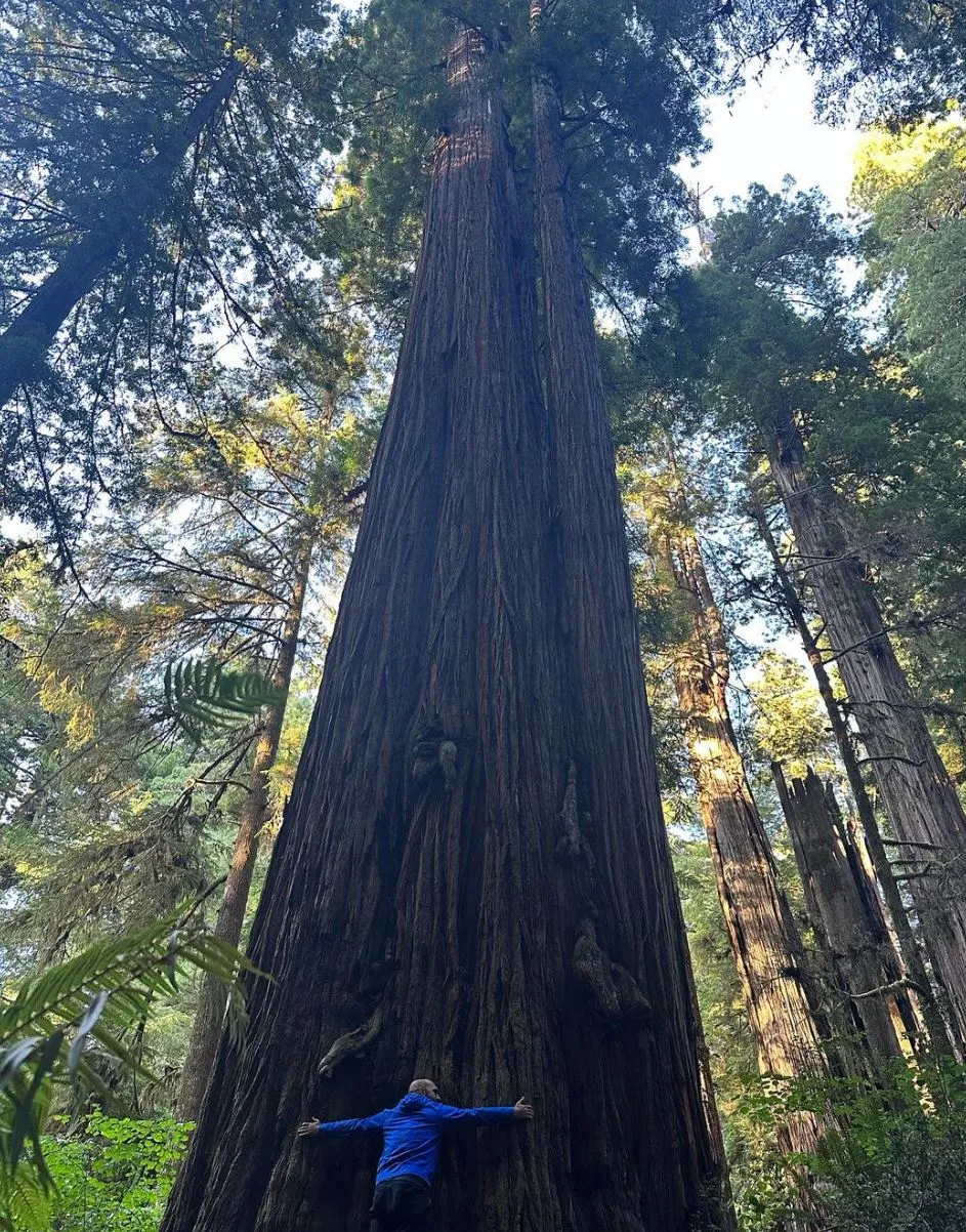 The Redwoods (Beech Forest): A Tranquil Escape in Victoria’s Otways