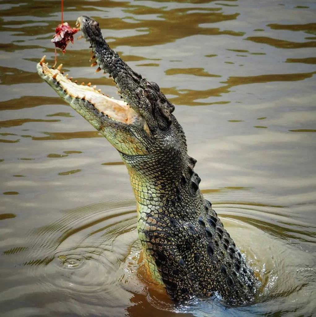 jumping crocodile cruises