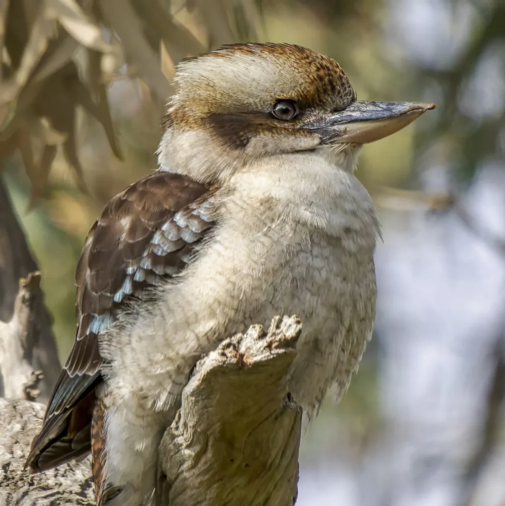 kookaburras