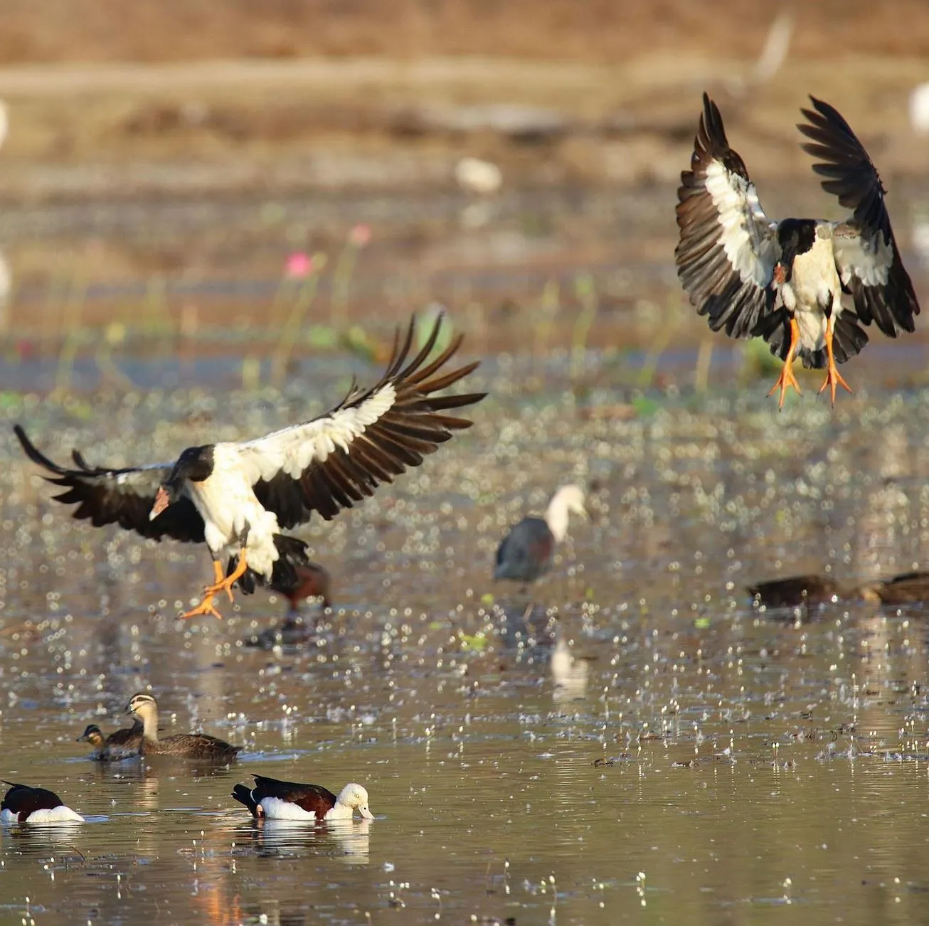 magpie geese