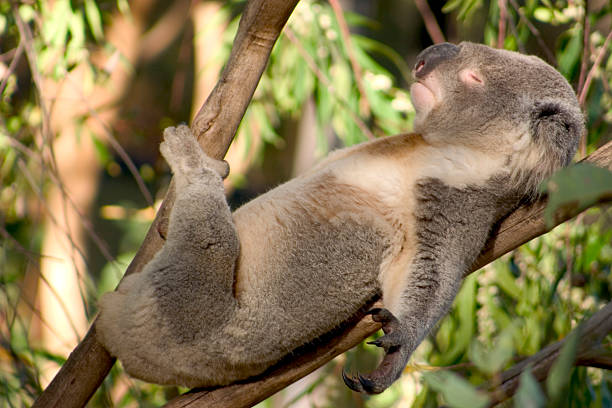 Discover Australia’s Exotic Wildlife: Exclusive Tour of Endemic Species