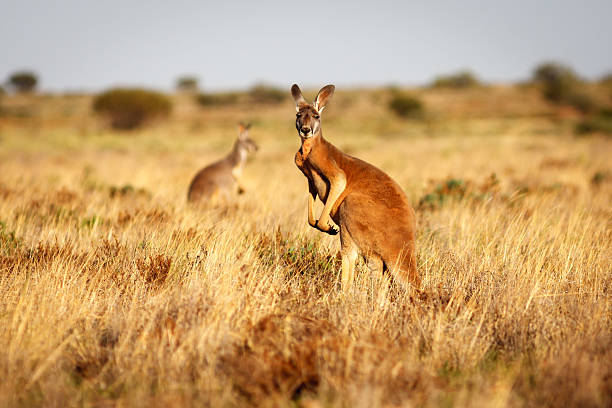 Explore the extraordinary range of wildlife found exclusively in Australia