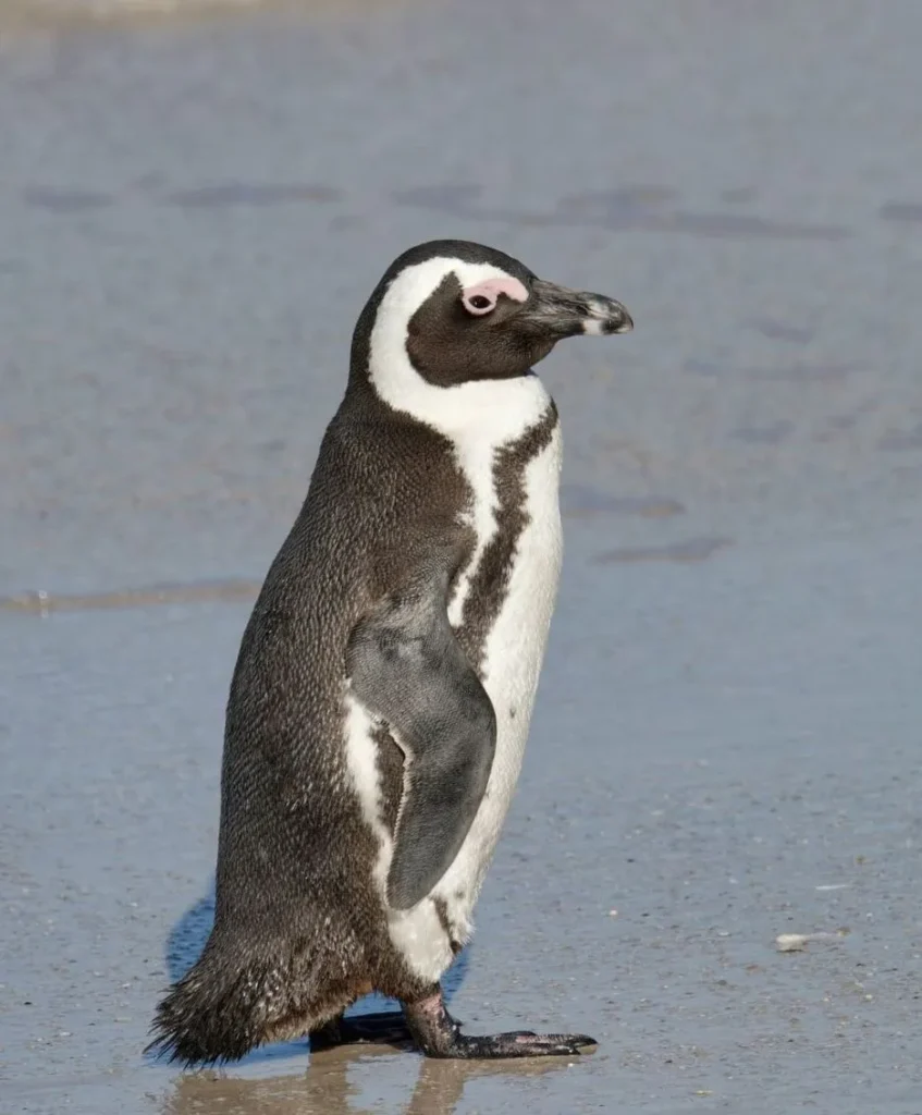 penguins