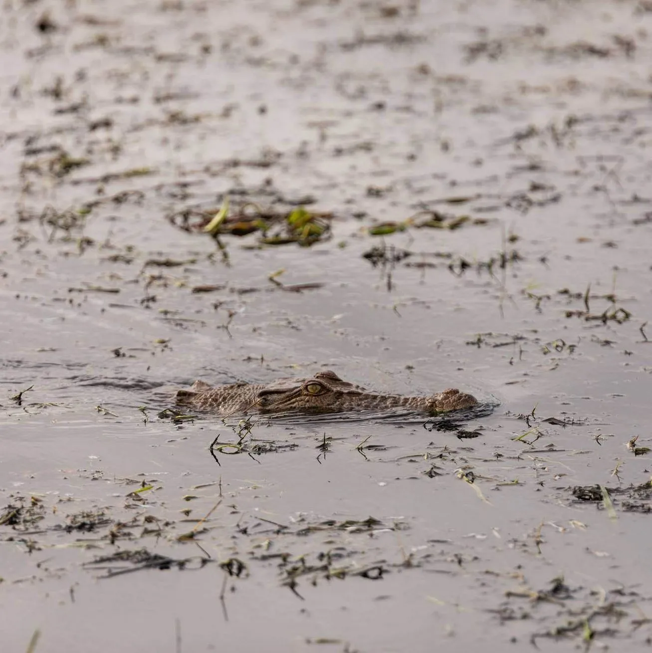 saltwater crocodiles, Mary River Floodplains